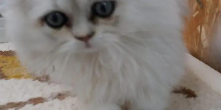 A Réserver  2 Chatons Persans Chinchilla