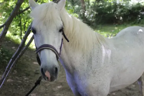 Recherche place en stabulation poney retraite à Genève