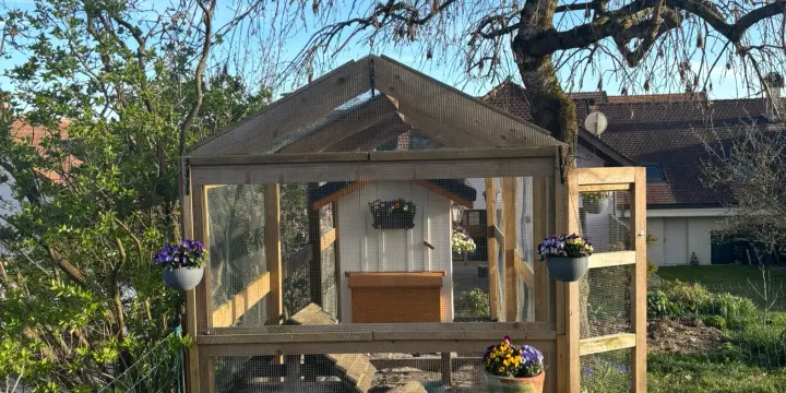 Poulailler avec poules