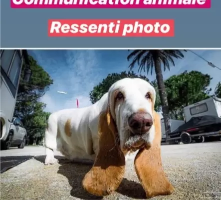 Communication animal Fr/It