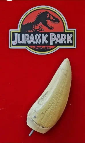 JURASSIC PARK Authentique Dent du T-Rex à Sembrancher
