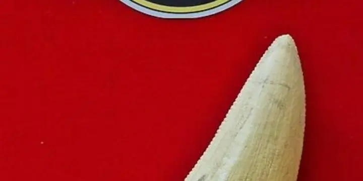 JURASSIC PARK Authentique Dent du T-Rex