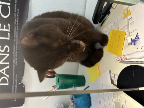 Chat mâle sympa à Genève
