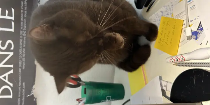Chat mâle sympa