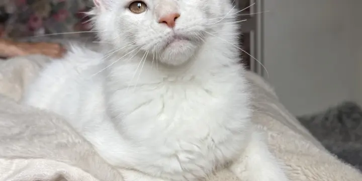 Maine Coon XXL LOOF