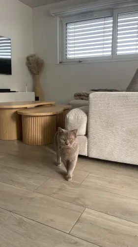 Mâle British Shorthair lilas disponible pour saillie à Orbe