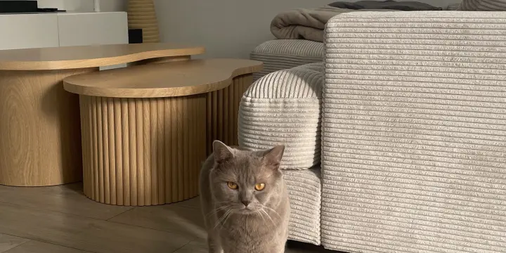 Mâle British Shorthair lilas disponible pour saillie