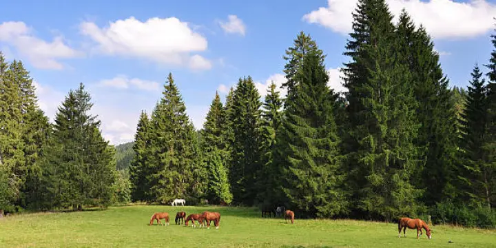 Lot d'immeubles de rendement