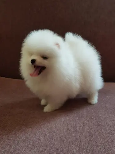 Disponible de suite Magnifiques chiots Spitz Nains