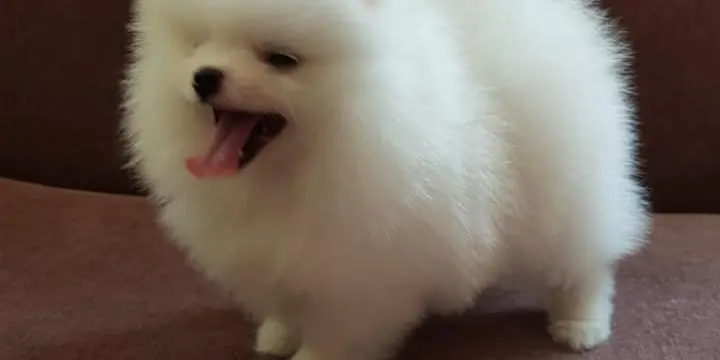 Disponible de suite Magnifiques chiots Spitz Nains