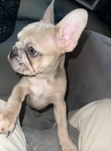 Chiot Bouledogue Français LOF pour adoption à Eclépens