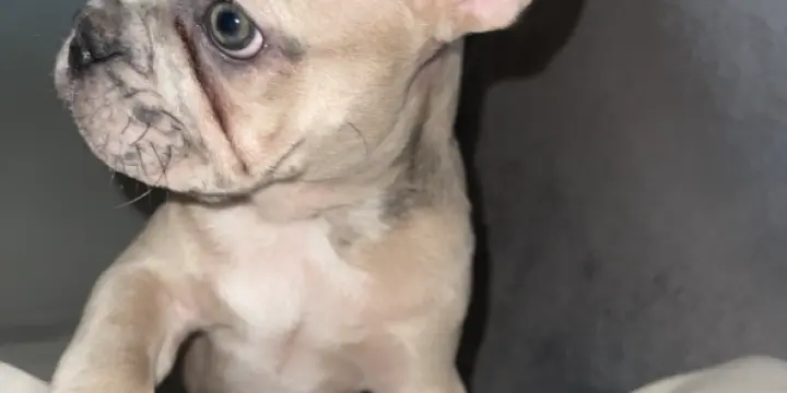 Chiot Bouledogue Français LOF pour adoption