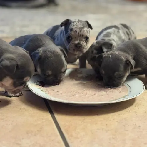 BOULEDOGUE FRANÇAIS D'EXEPTION à Cottens FR