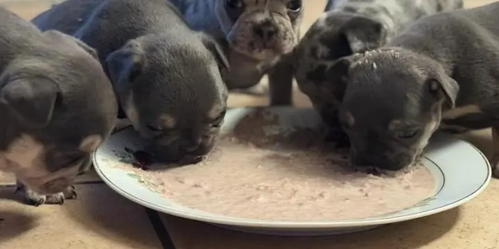 BOULEDOGUE FRANÇAIS D'EXEPTION