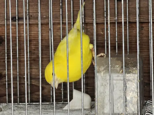Jeunes Canaris à Treiten