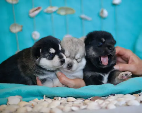 Chiots Pomsky F3 à adopter à Villariaz