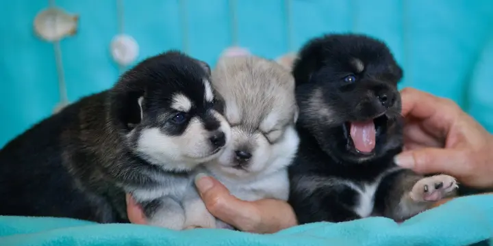 Chiots Pomsky F3 à adopter