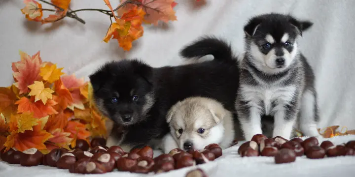 Chiot Pomsky F3 à adopter