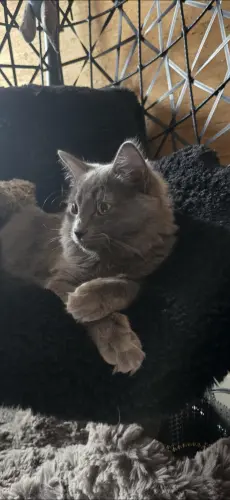 Adrable petite femelle moitié siamoise à Carouge