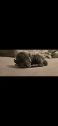 Bout d'amour mi siamois 750.- à Carouge