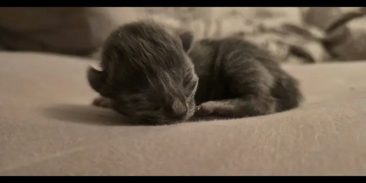 Bout d'amour mi siamois 750.-