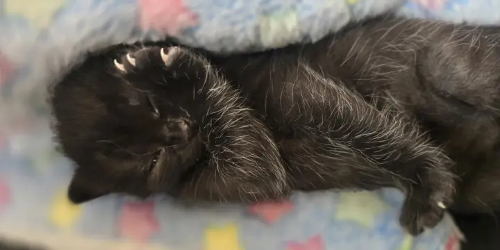 Bout d'amour mi siamois 750.-