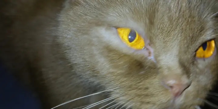 British shorthair Cinnamon PRIX NEGOTIABLE