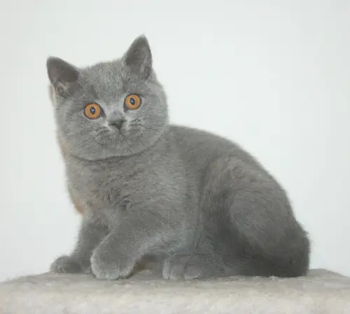 Chatons d'apparence British Shorthair à Chavannes-sur-Moudon