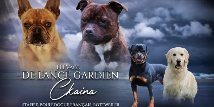 Chiots staffie à vendre (Staffordshire Bull Terrier) LOF